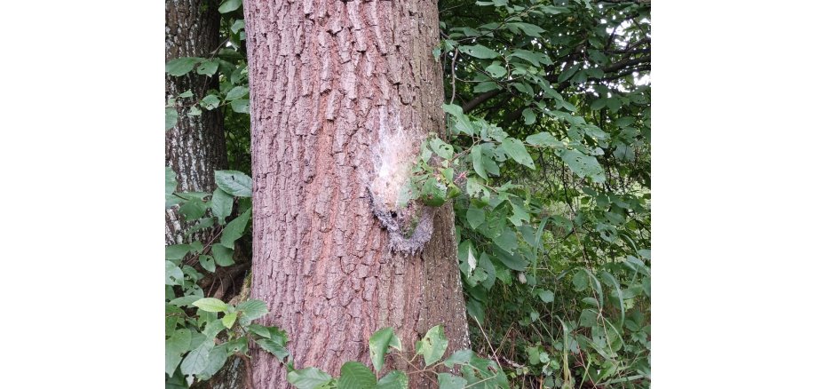 An einem Baumstamm sind die Gespinste der Larven des Eichenprozessionsspinners zu erkennen. 