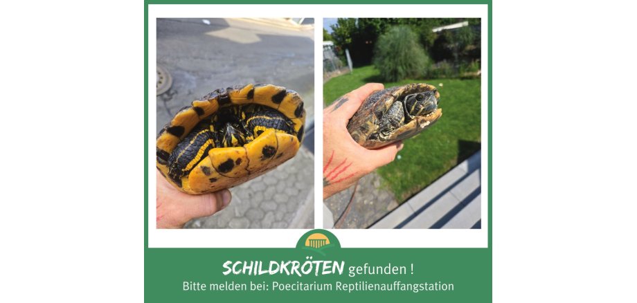 Das Bild zeigt zwei Schildkröten.