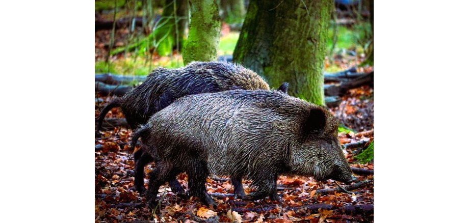 Zwei Wildschweine stehen im Wald, der Boden ist mit Laub bedeckt. Die Tiere sind seitlich zu sehen, die Köpfe zeigen nach rechts. 